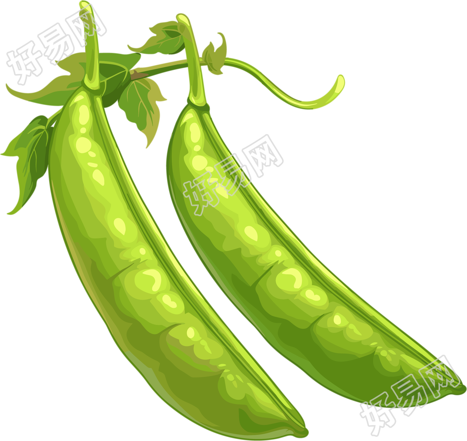 扁豆透明背景插画
