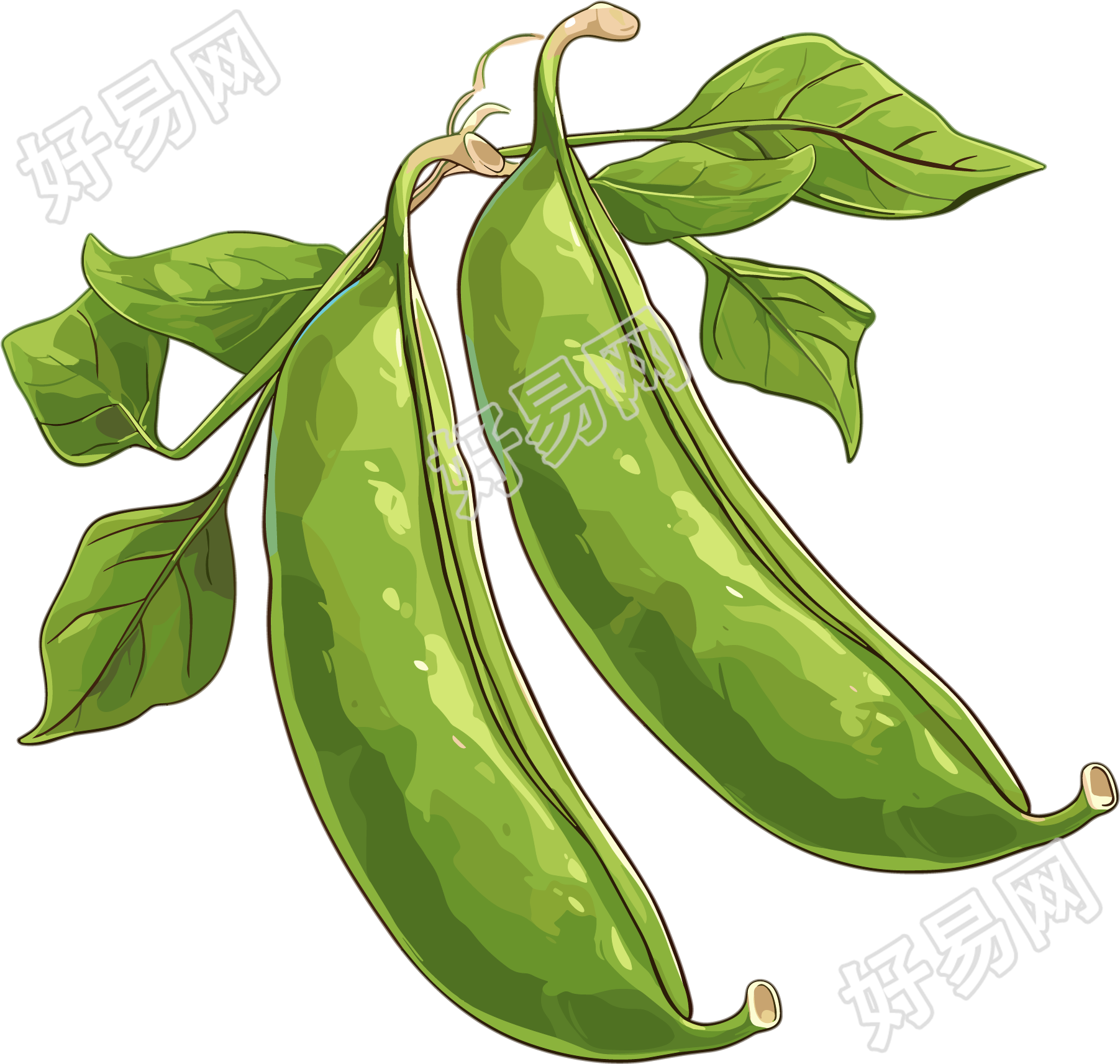 绿色扁豆矢量插图