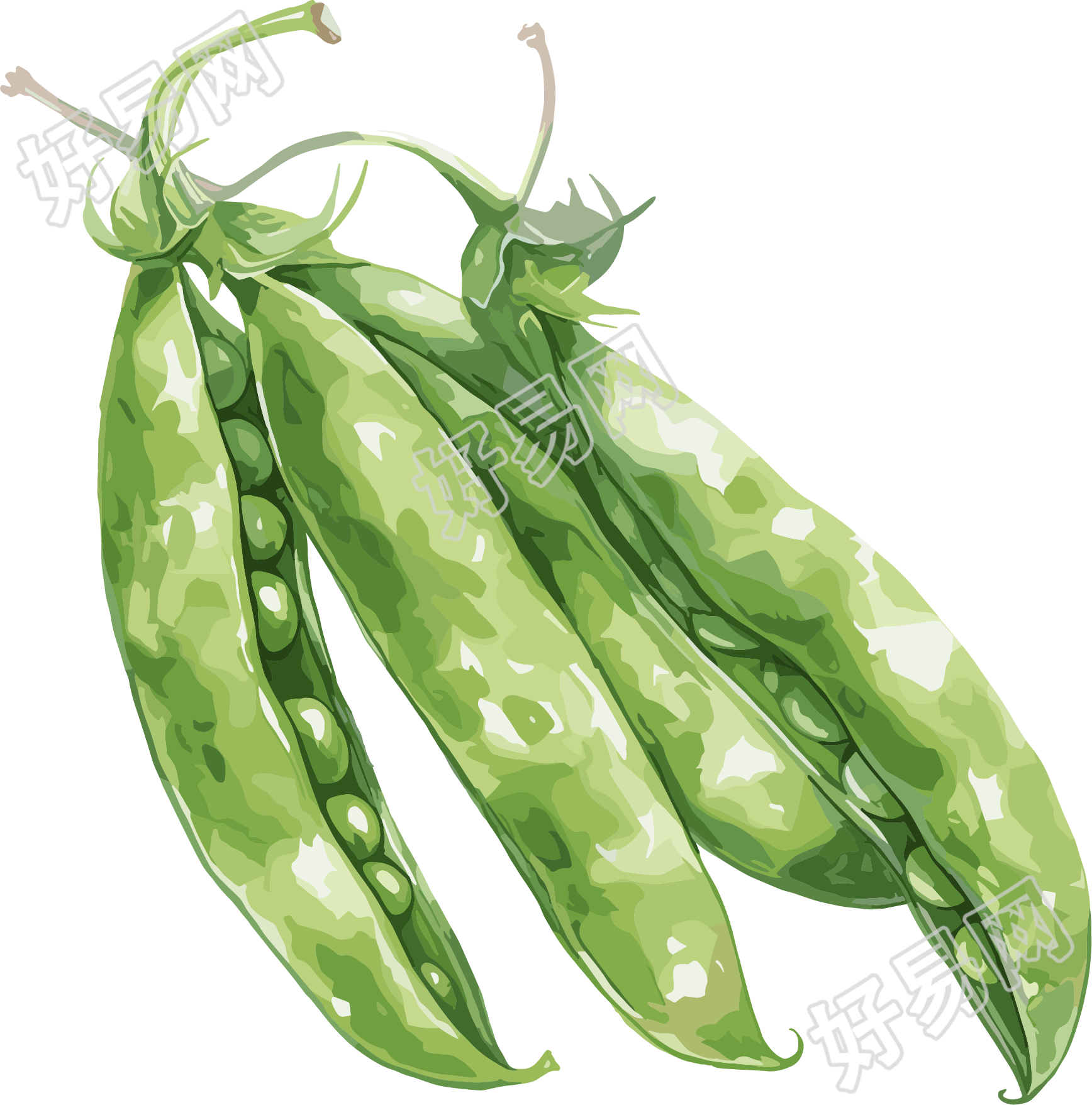 扁豆插画素材