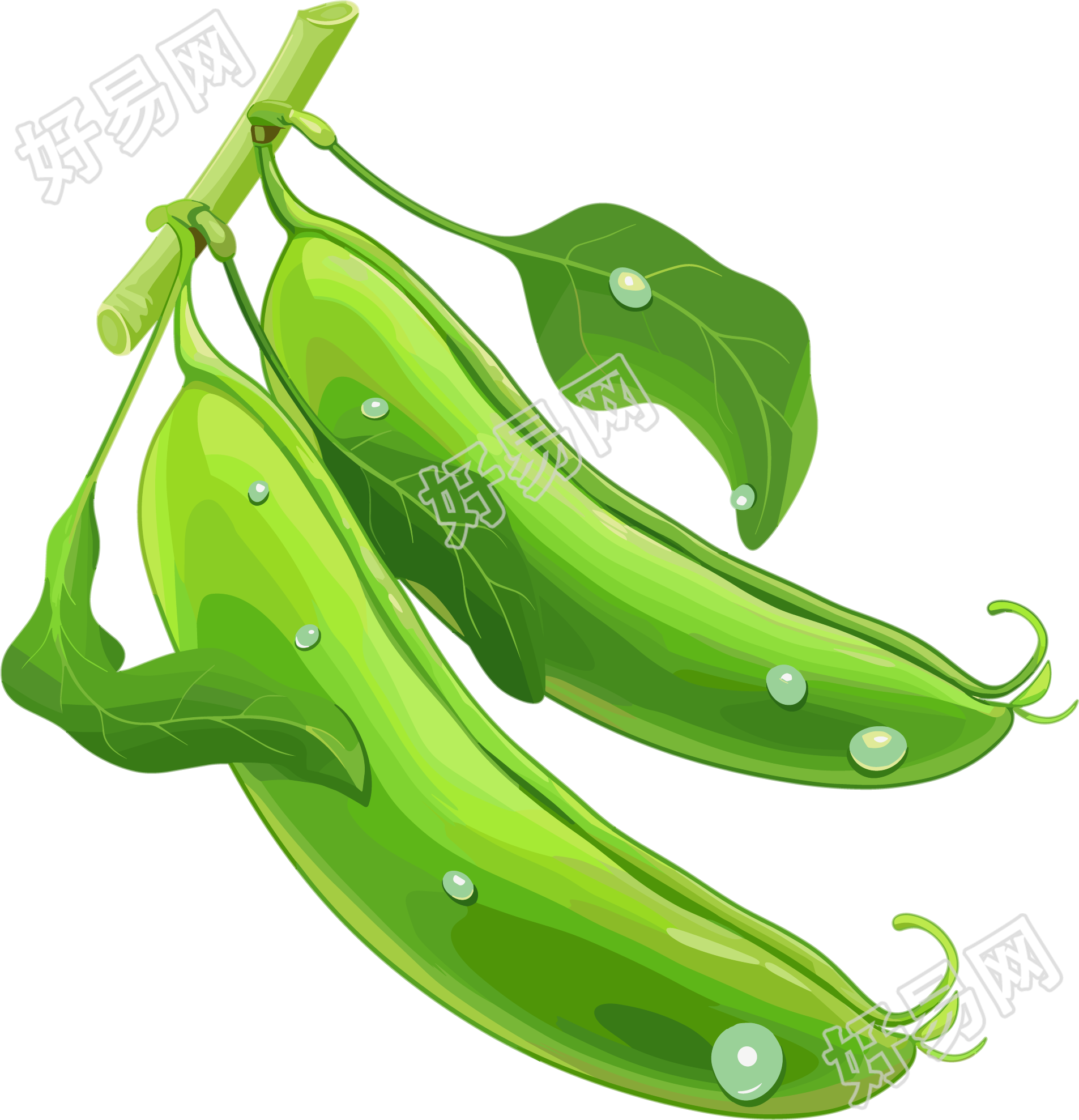 扁豆高清PNG插画