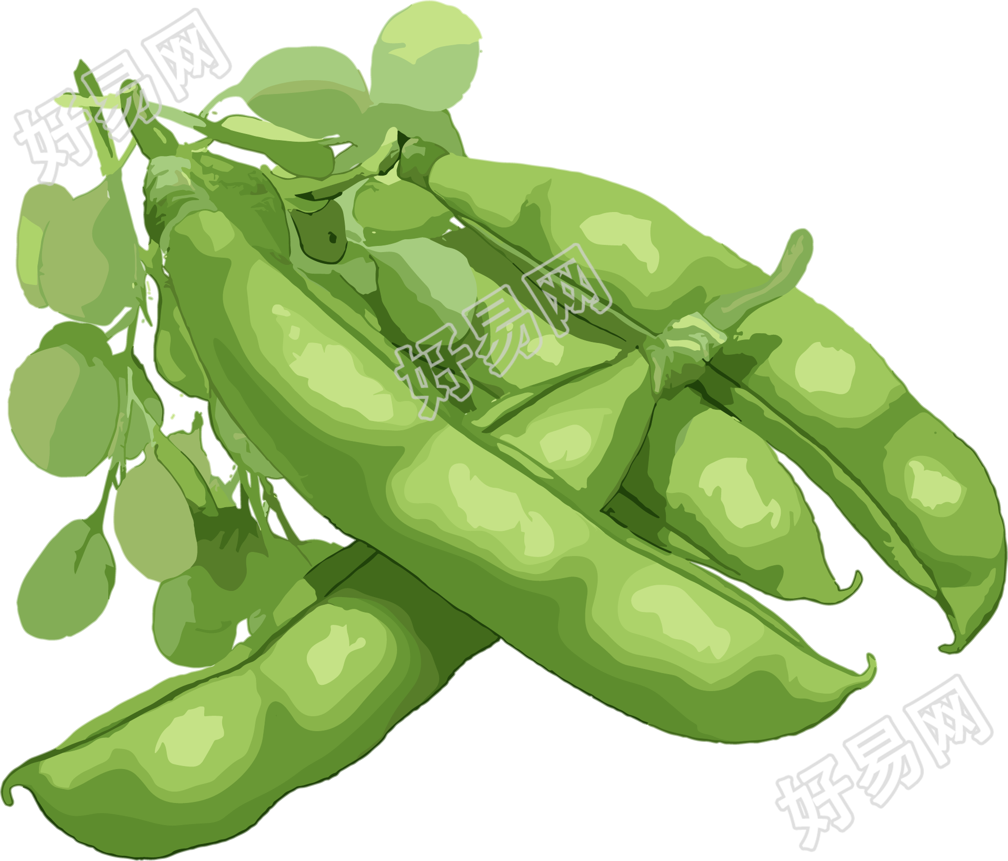 扁豆透明背景元素