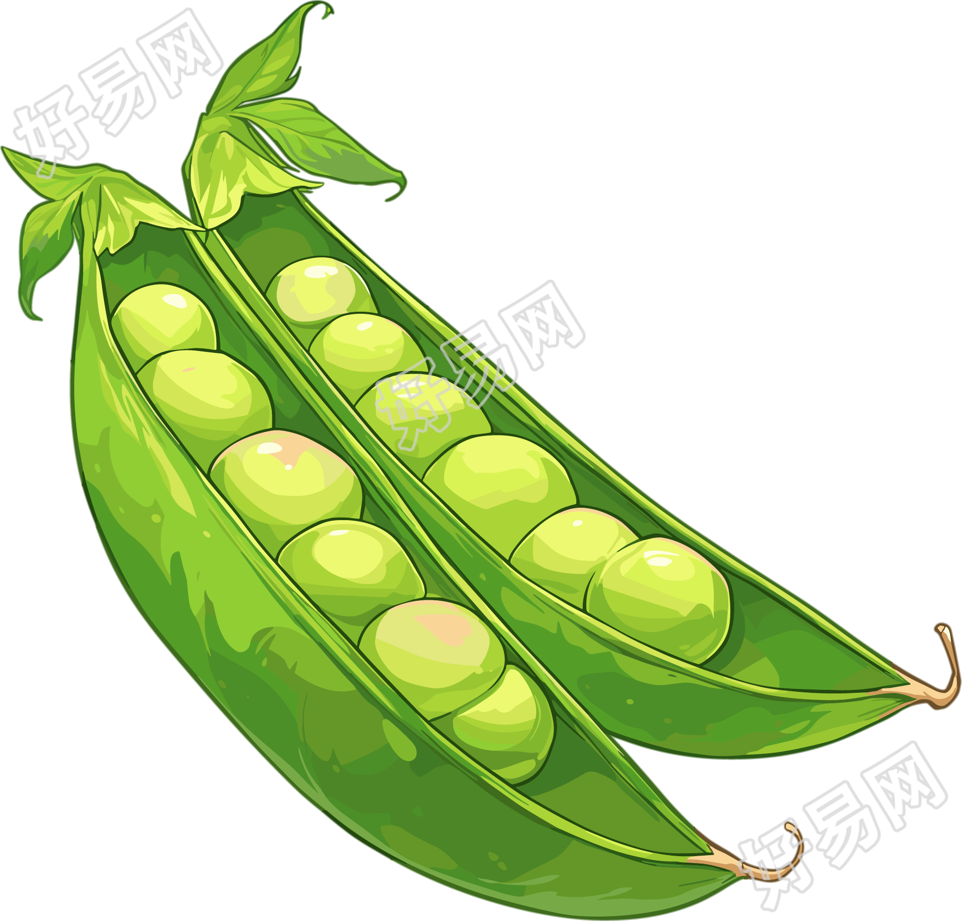 扁豆高清图形素材