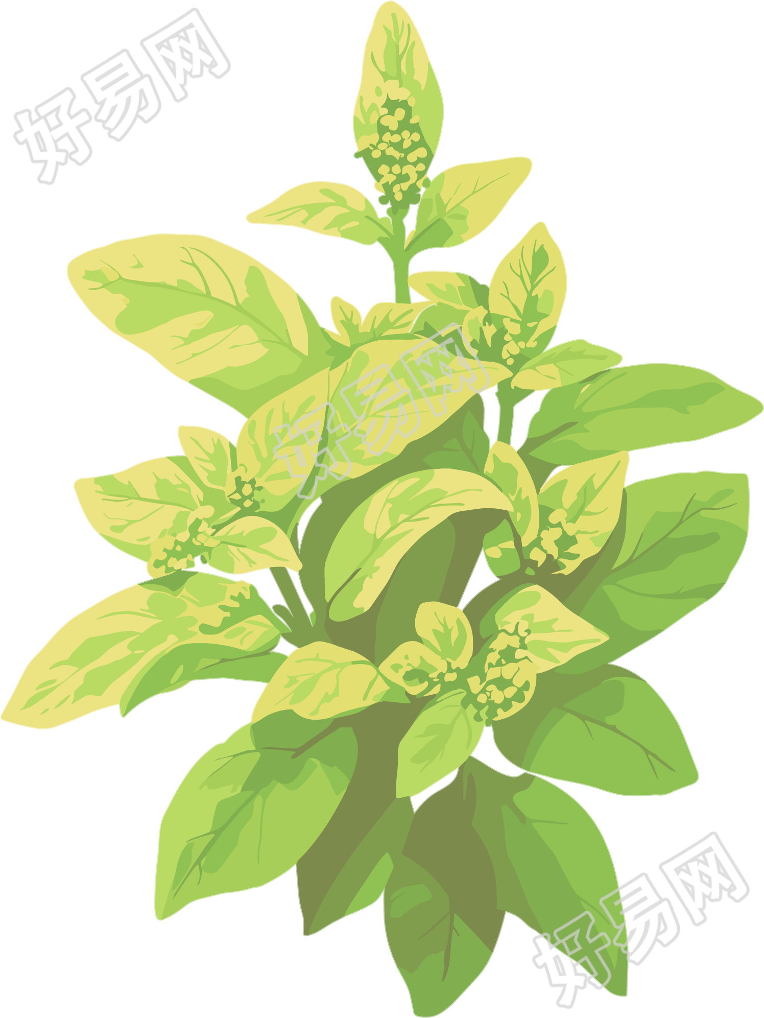 水彩植物插画设计元素