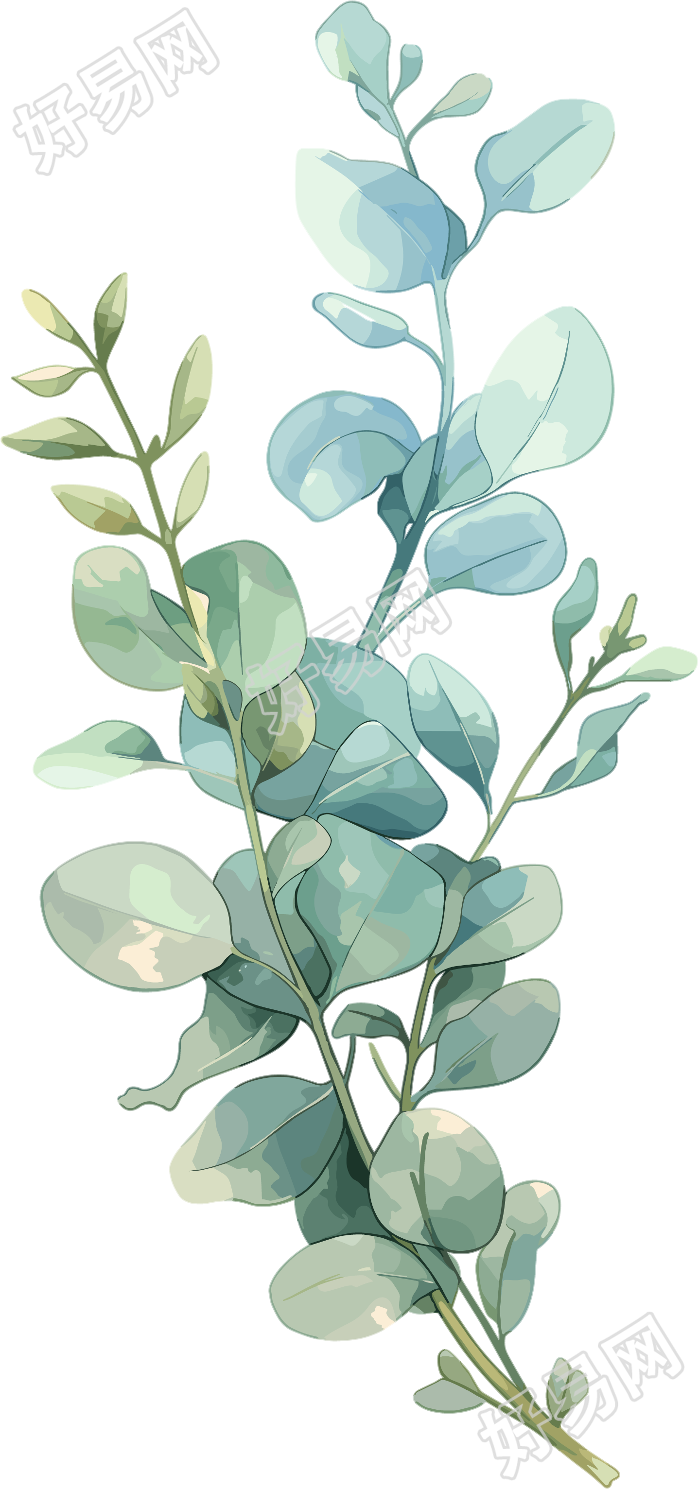 尤加利叶水彩植物商用插画