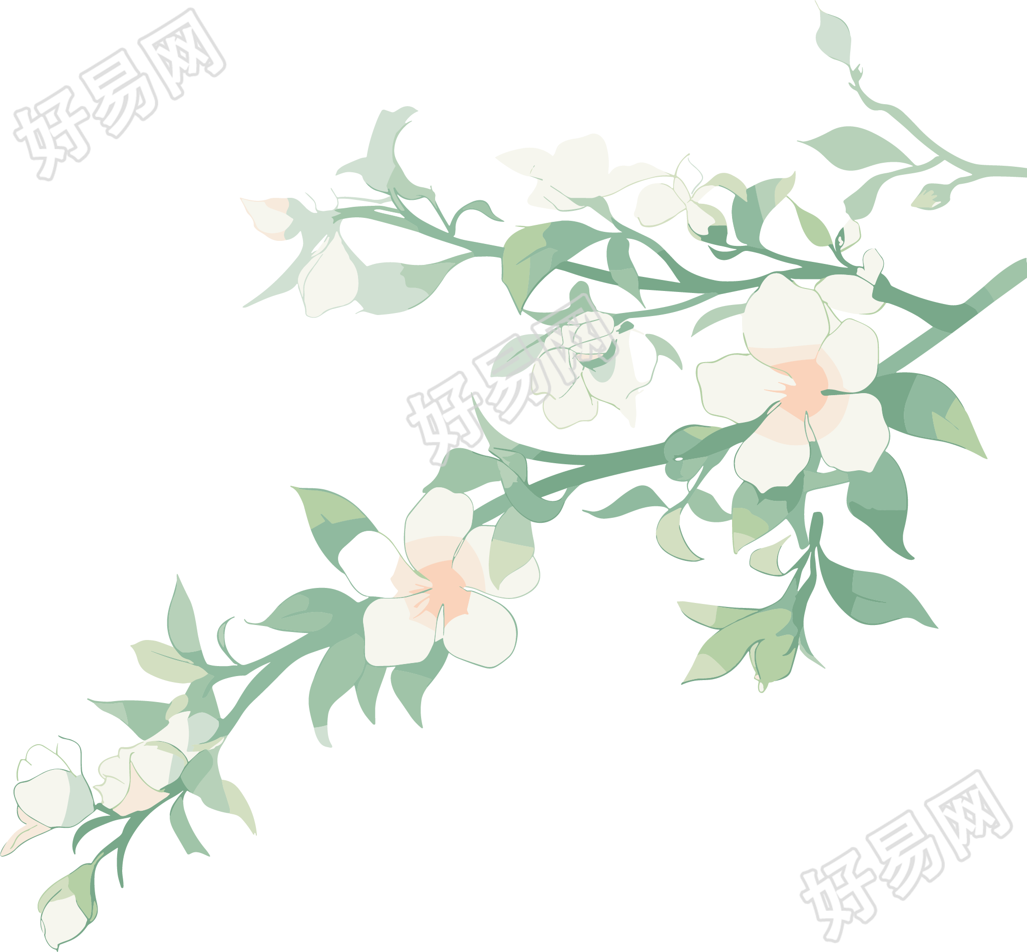小白花水彩植物简约插图