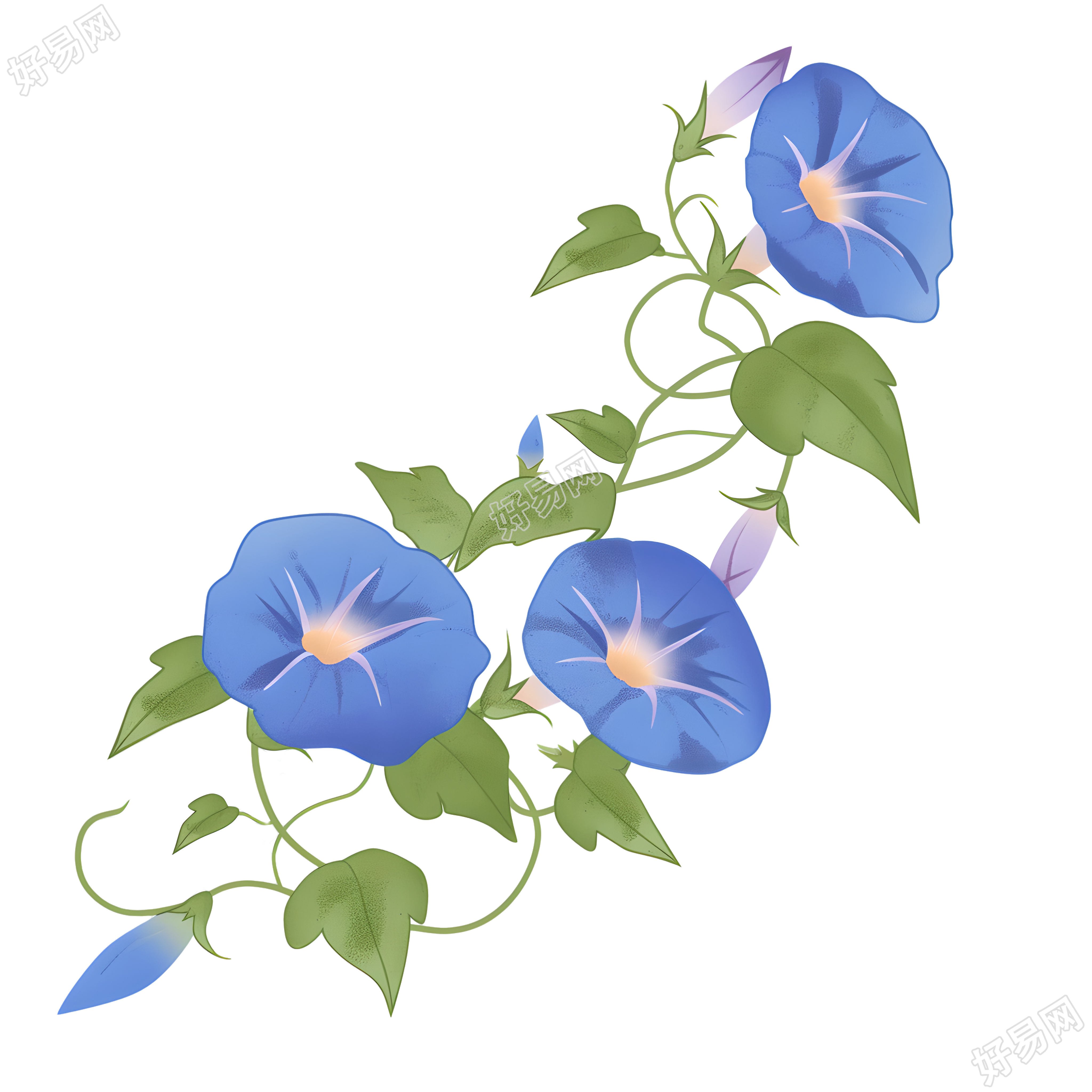 牵牛花矢量插画