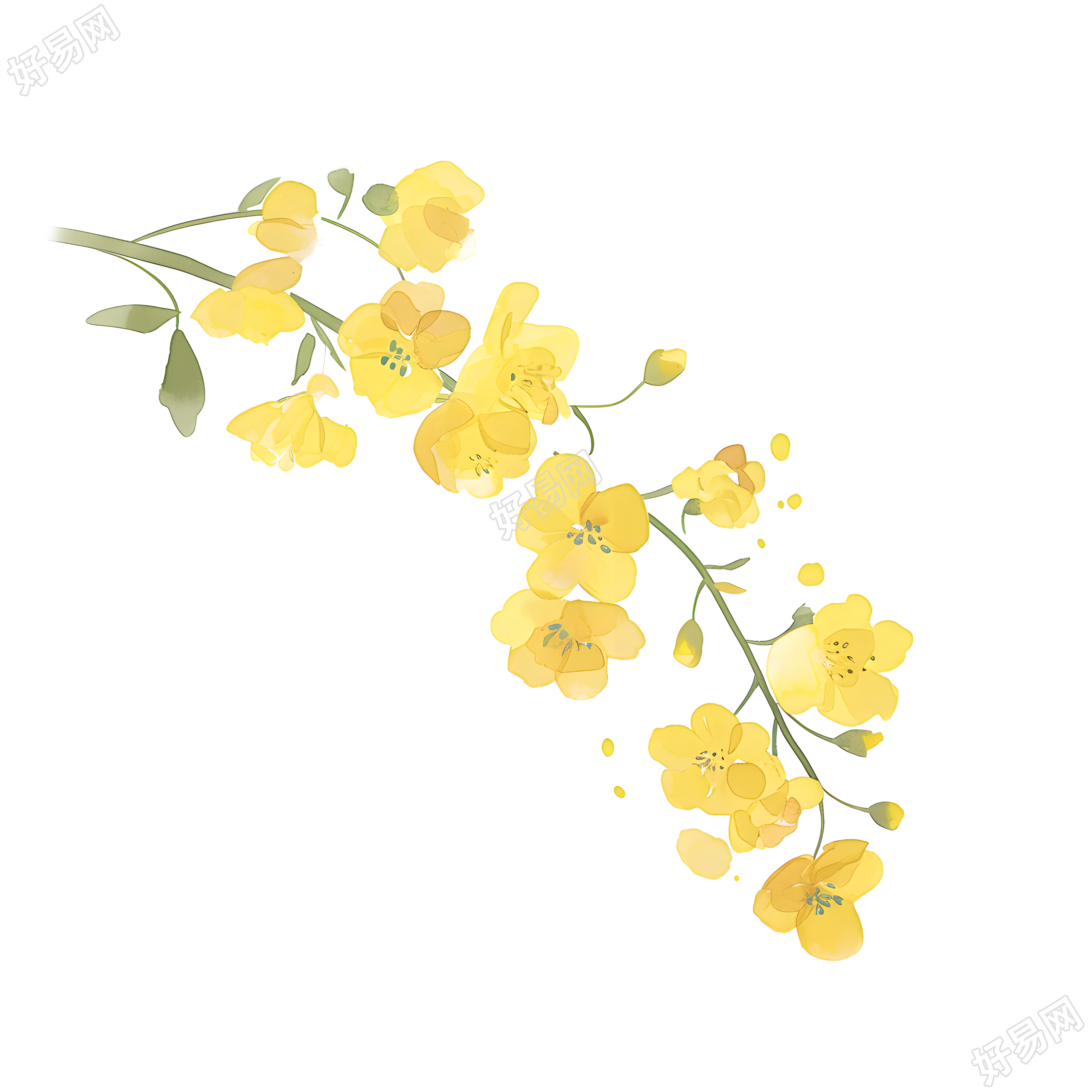 黄色小花卡通插图