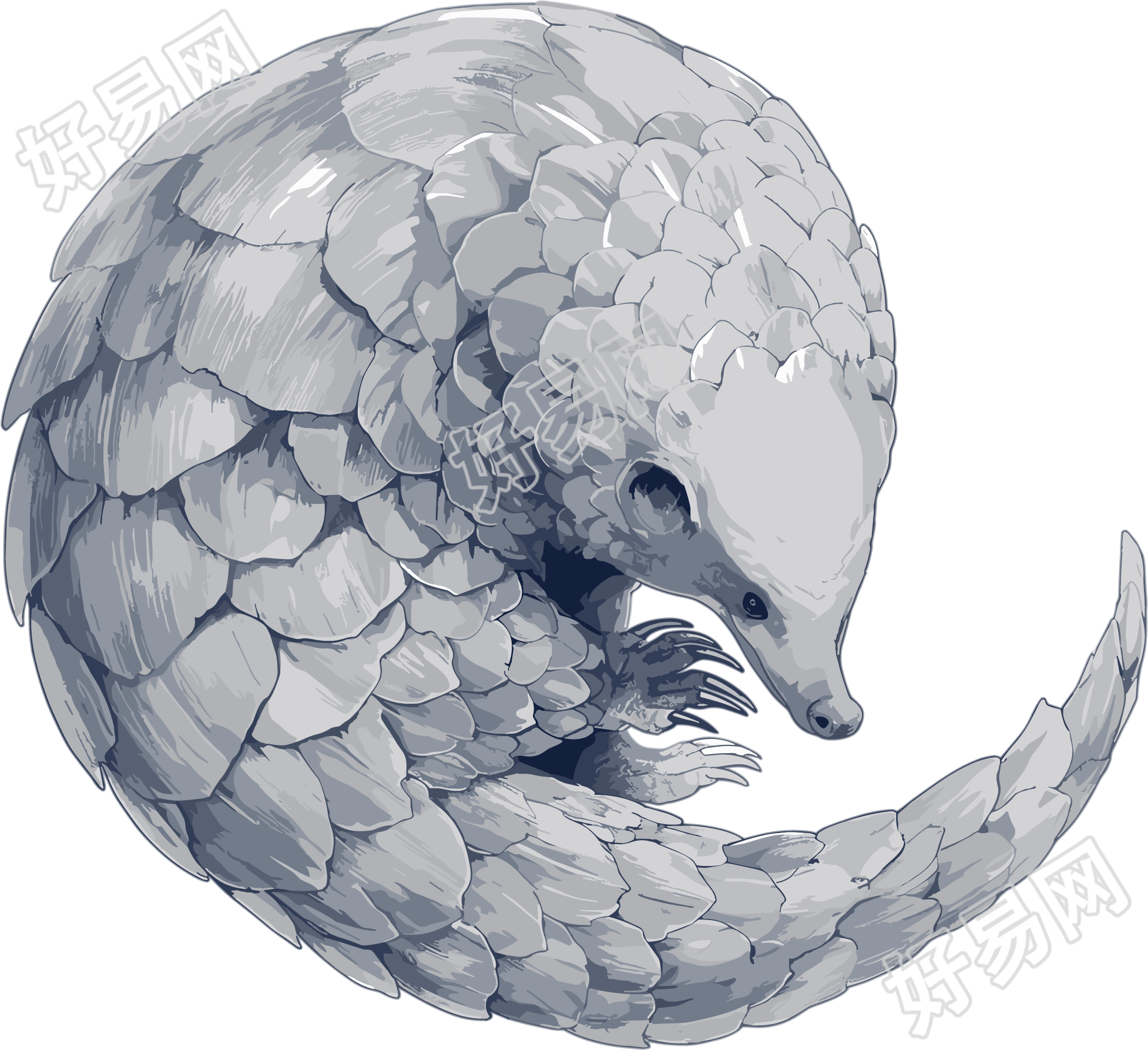 穿山甲珍稀动物插图