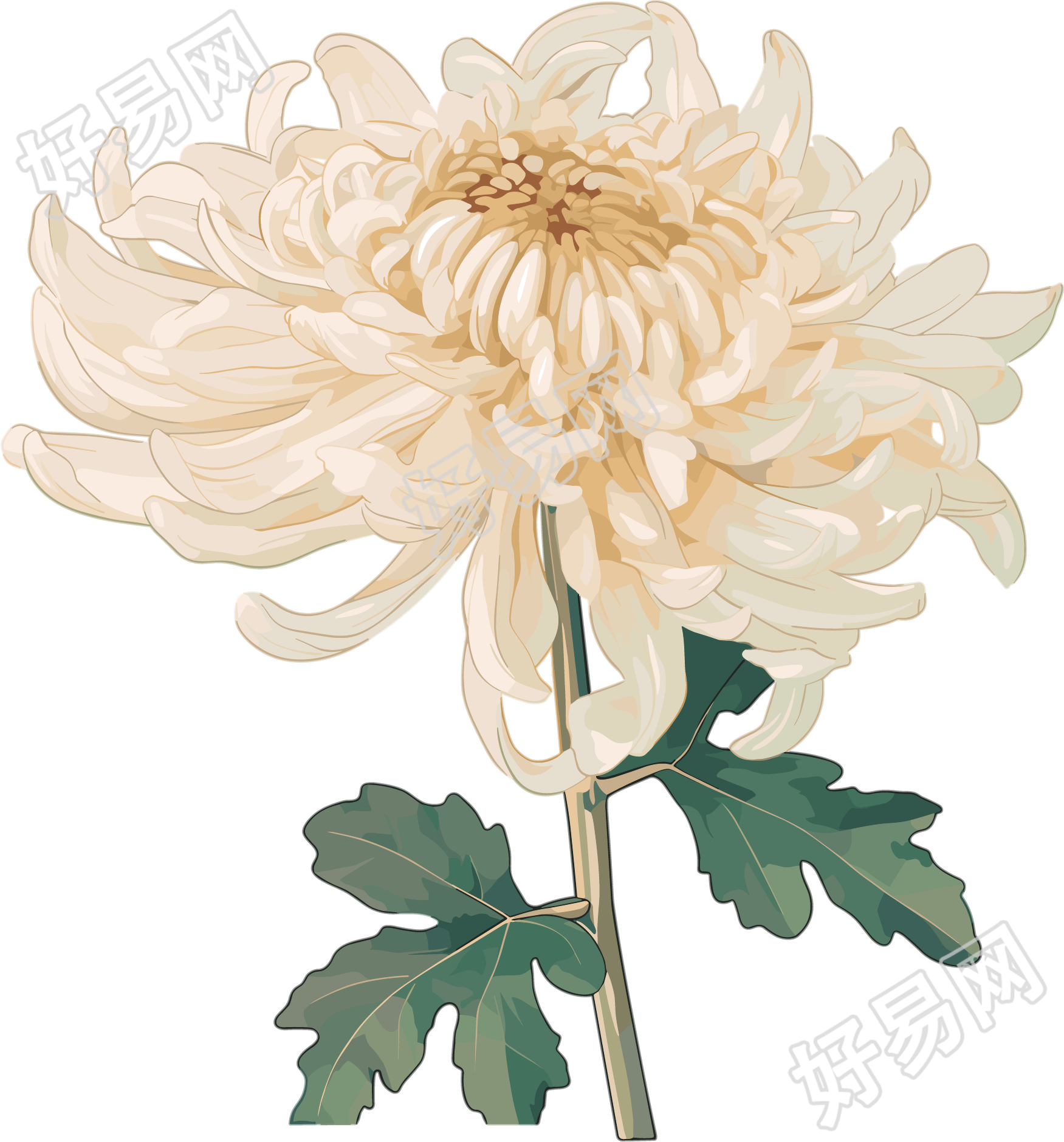 水彩菊花矢量插图