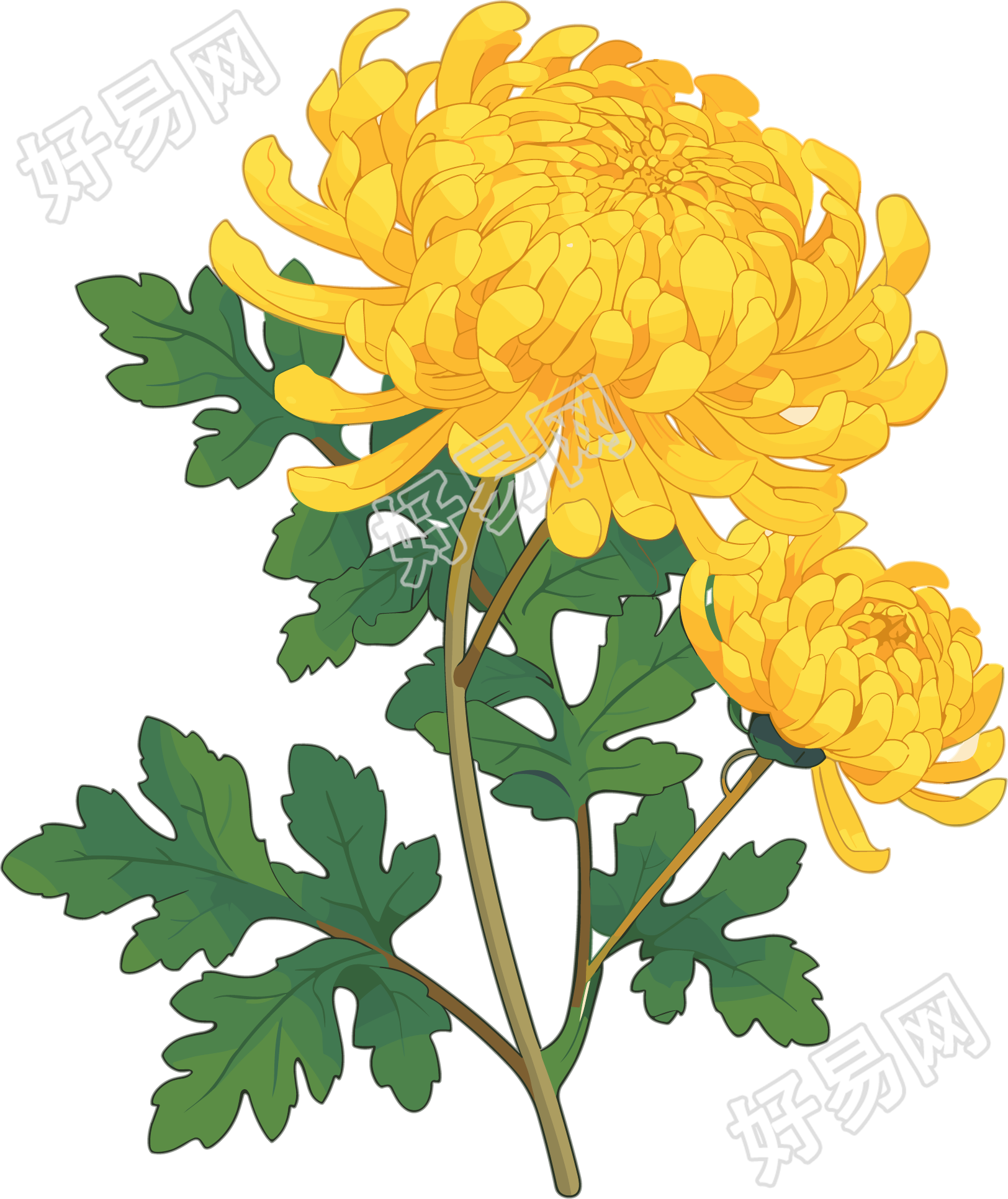 水彩菊花清新插画