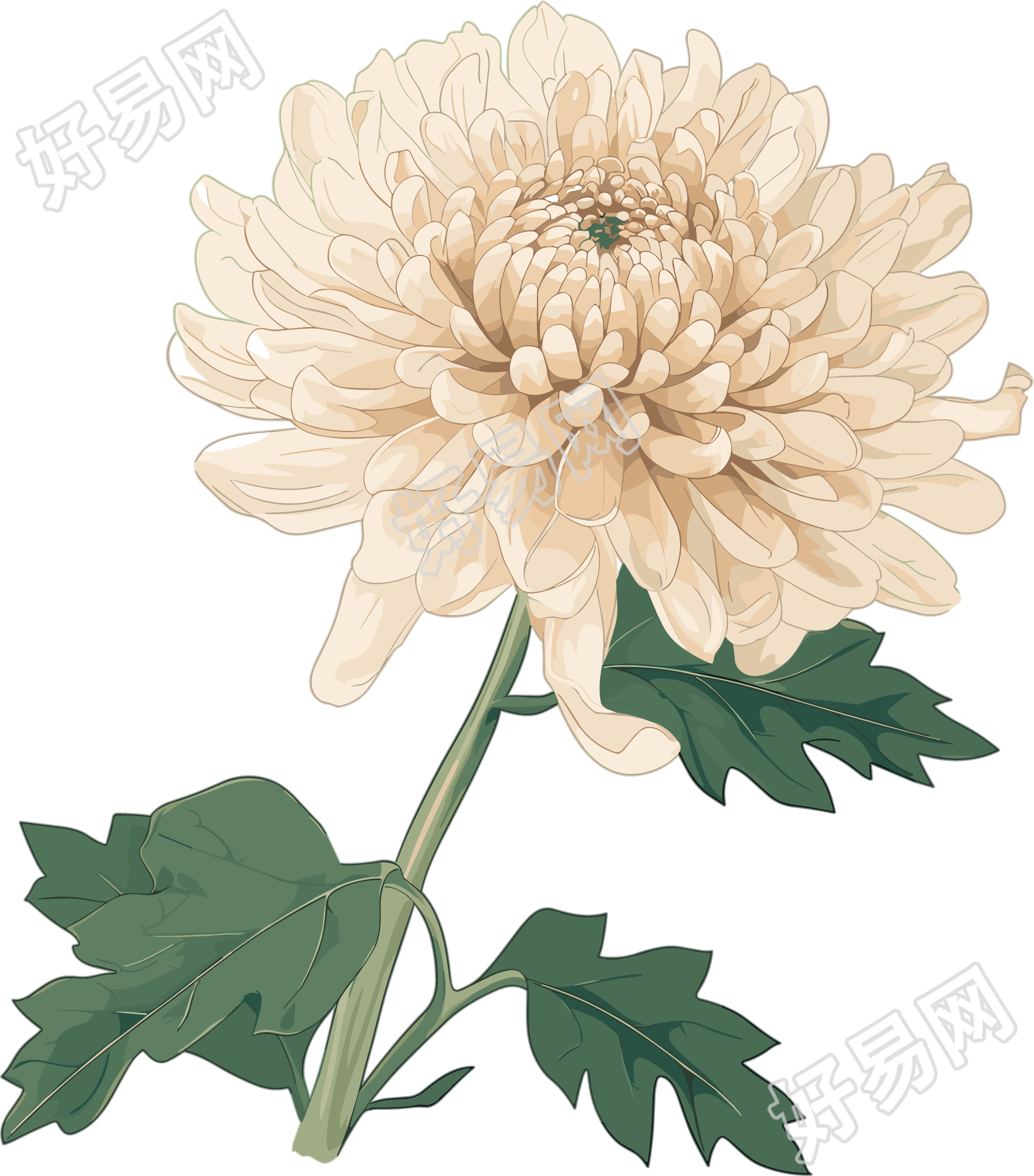水彩菊花PNG图形素材