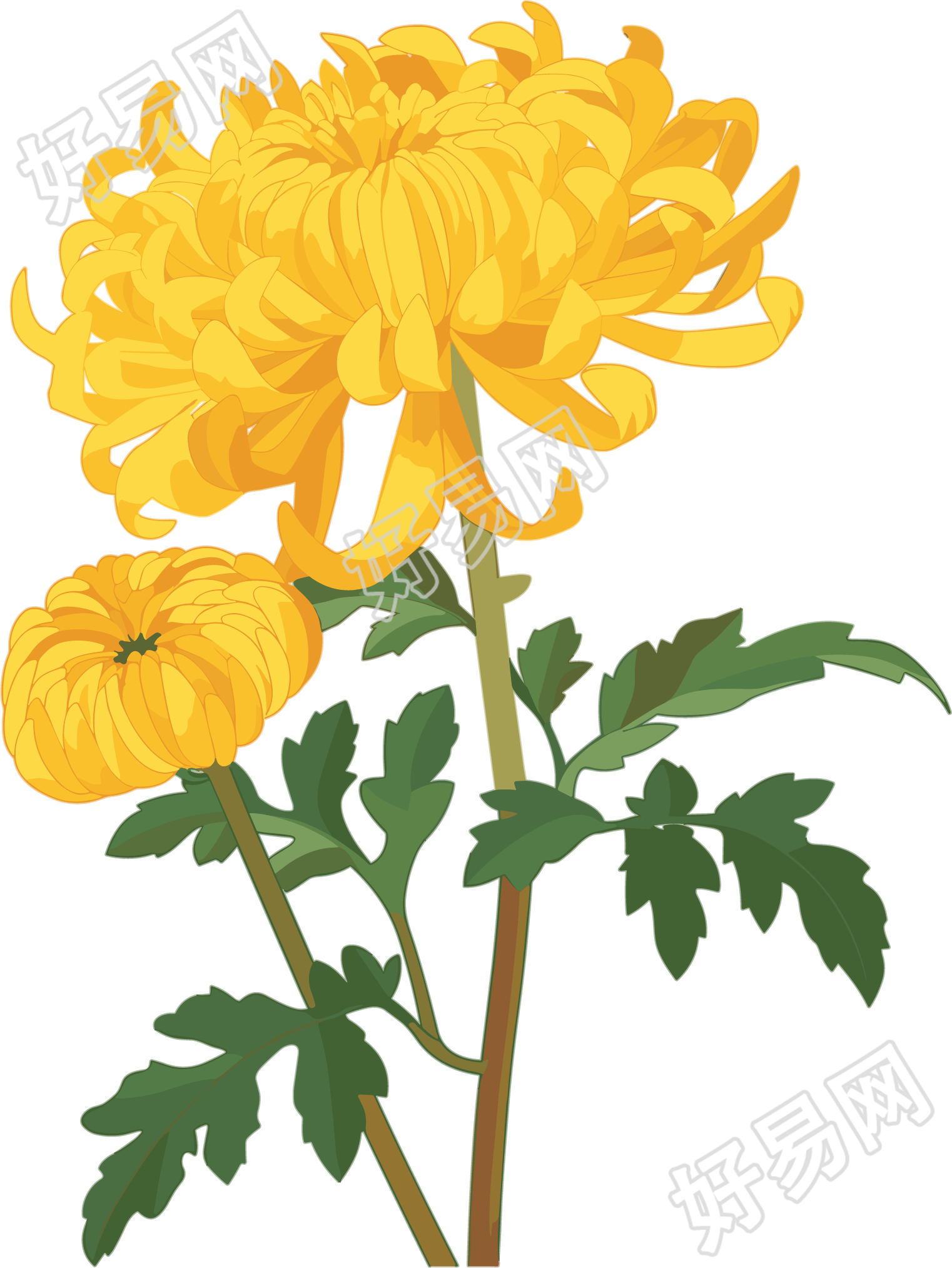 水彩菊花插画设计元素