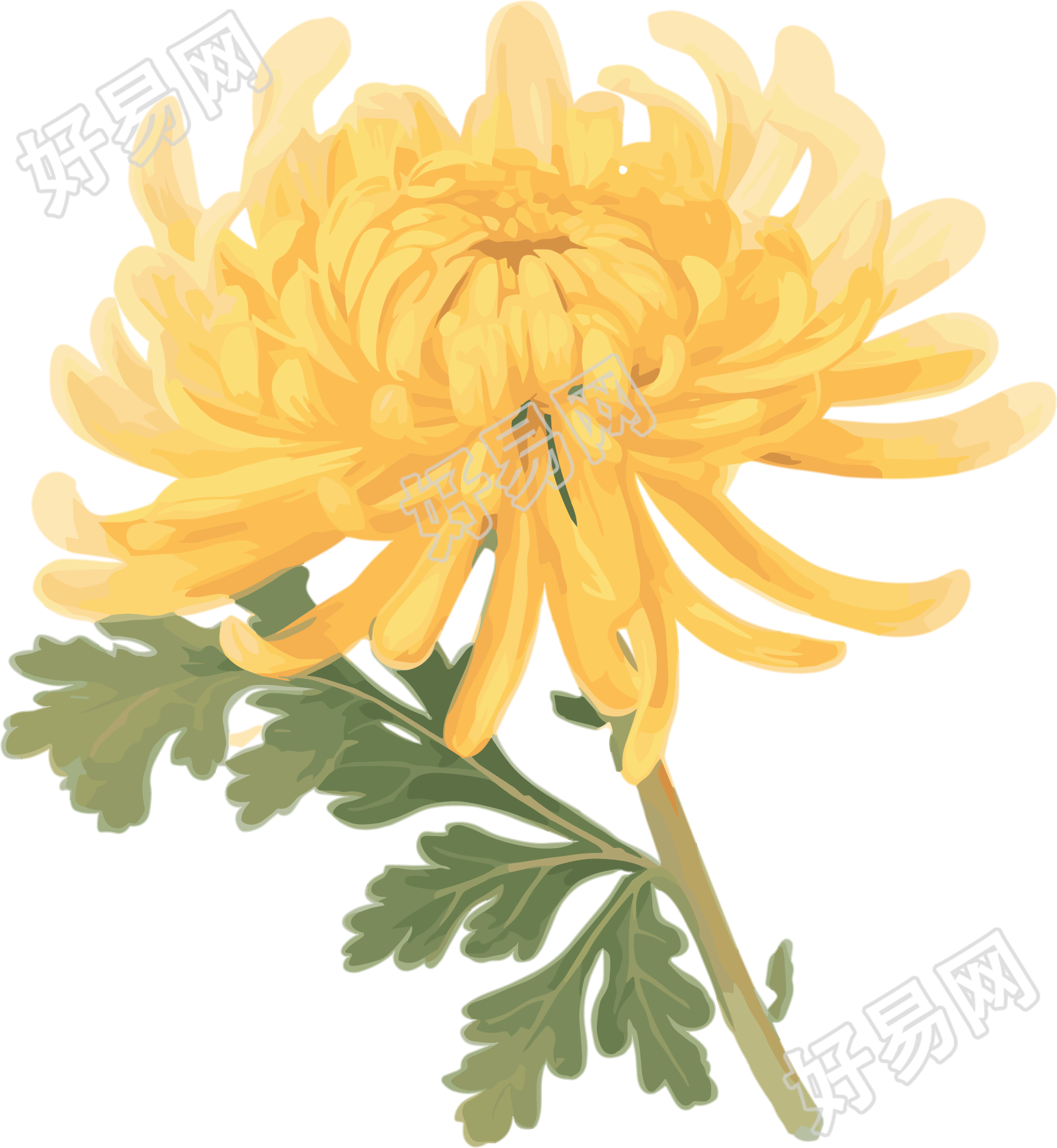 水彩菊花元素