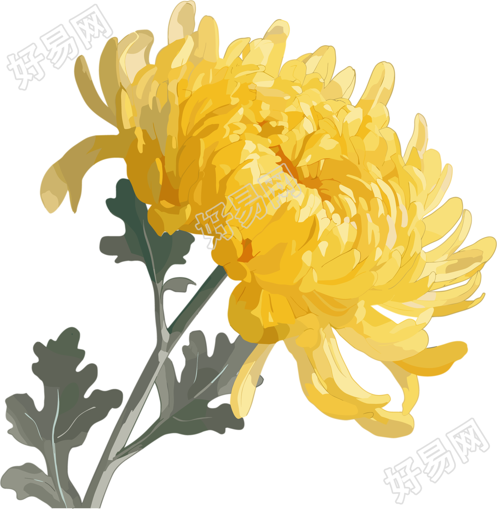 水彩菊花插画