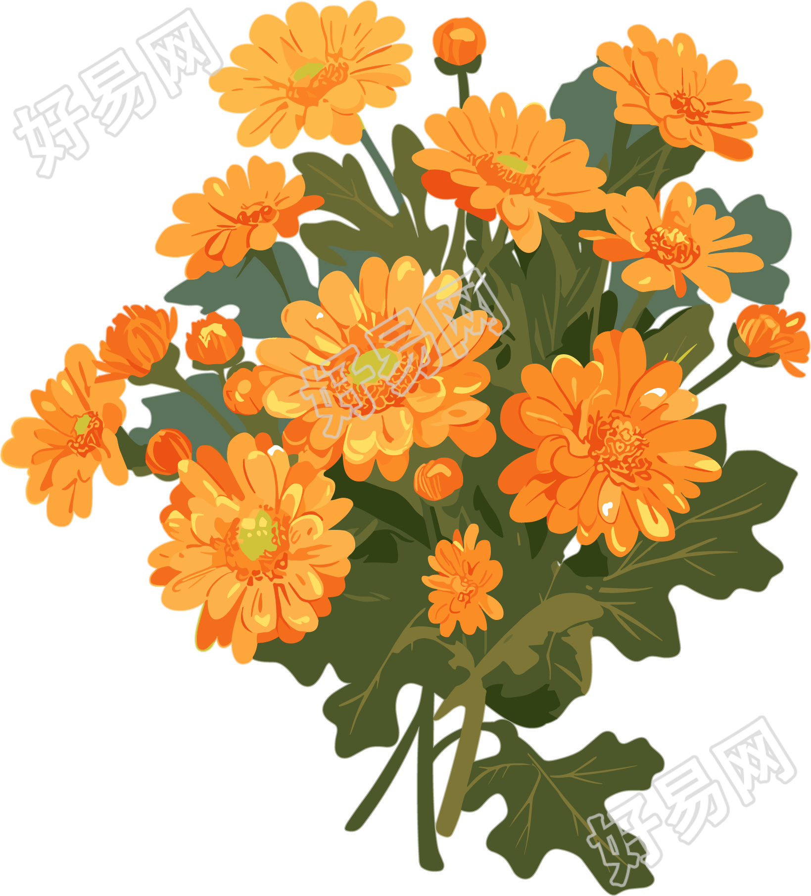 水彩菊花插图