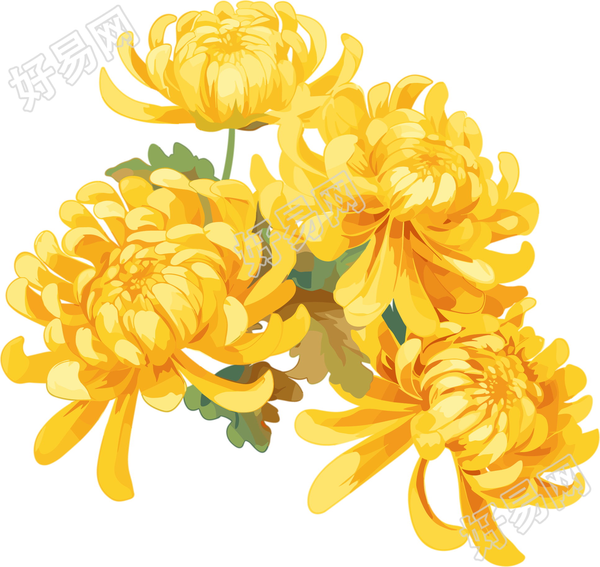 水彩菊花花瓣插画