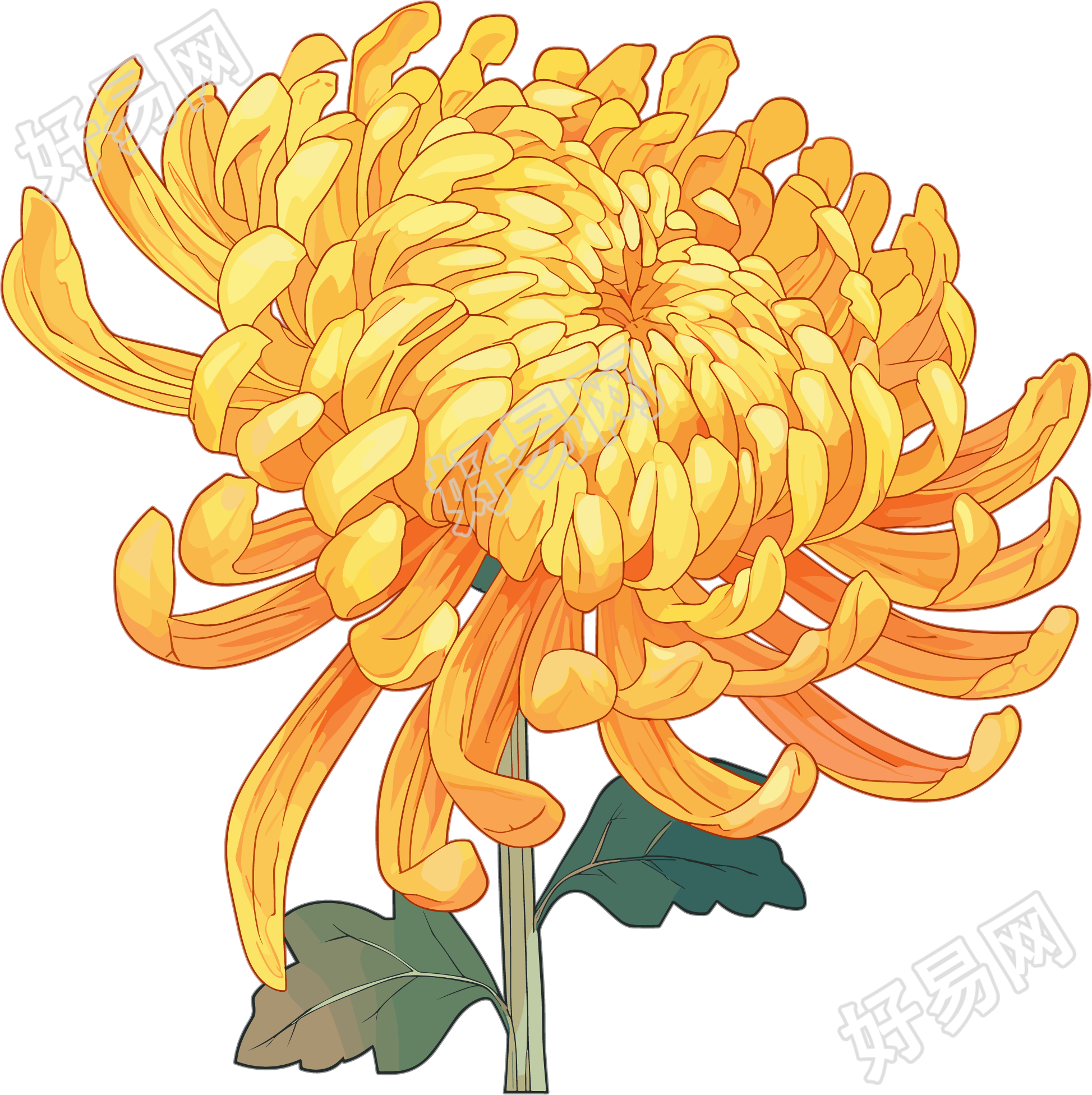水彩菊花透明背景元素