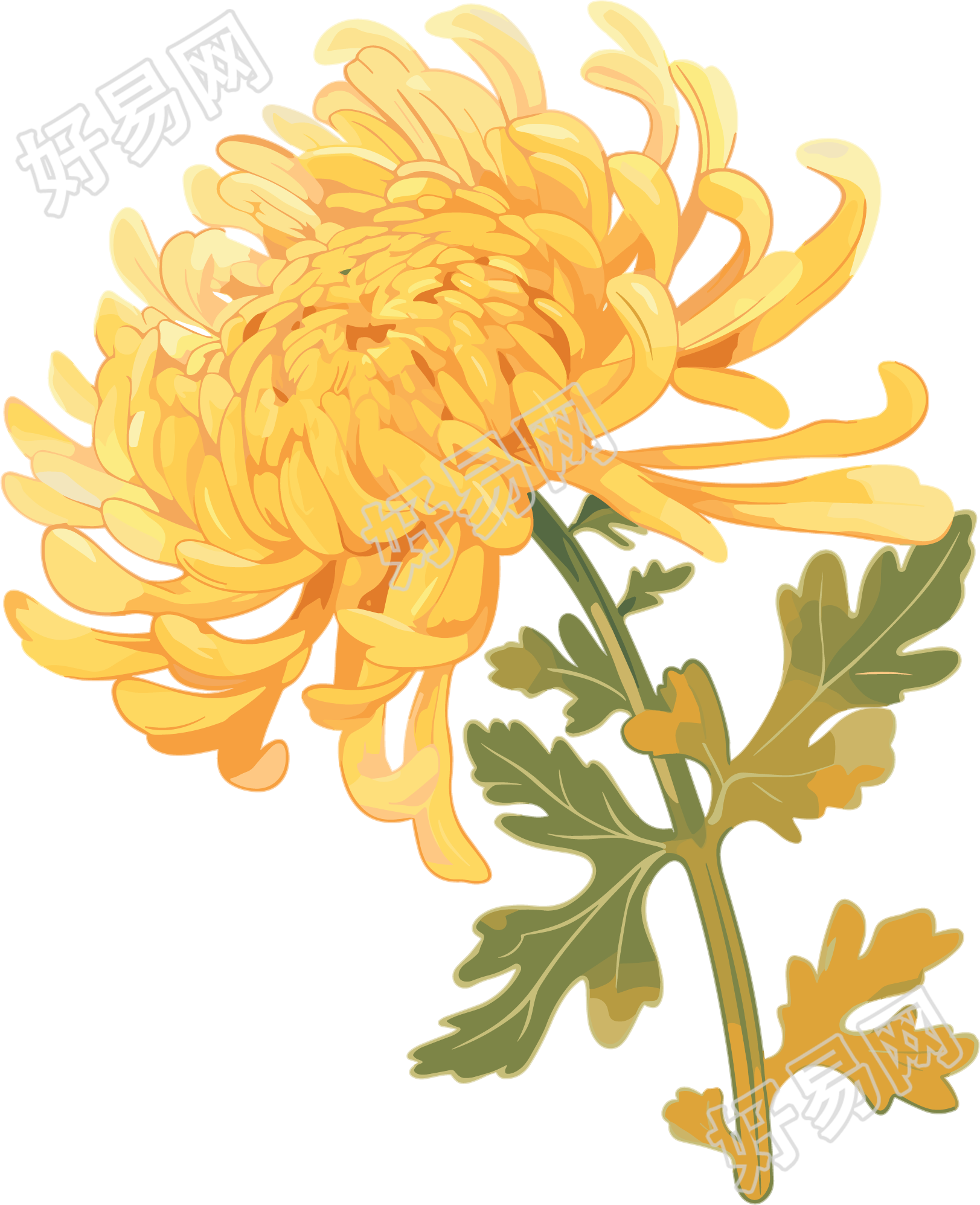 水彩菊花创意插图