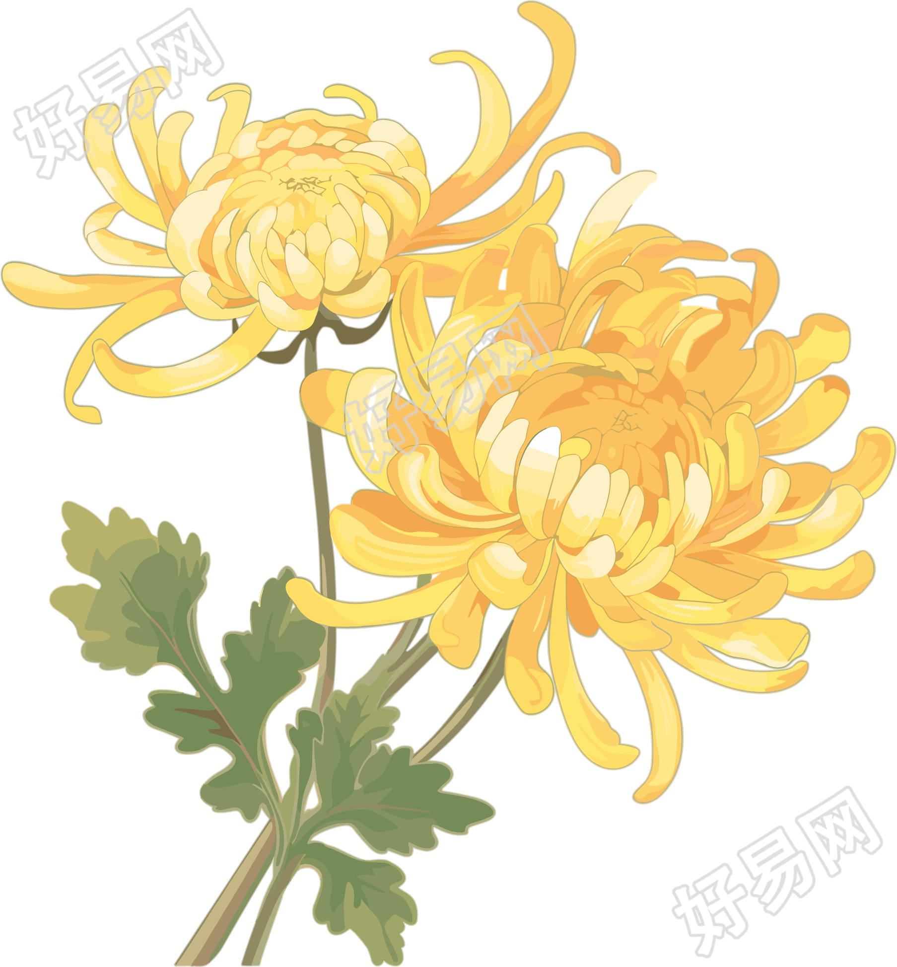 两朵水彩菊花插画