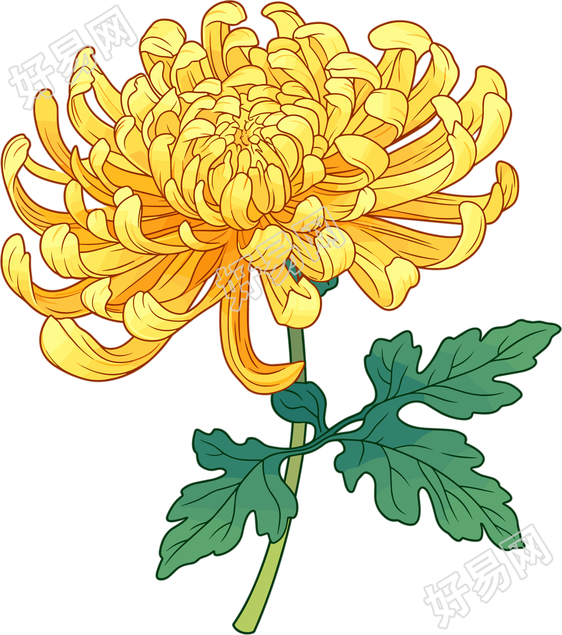 水彩菊花唯美插画