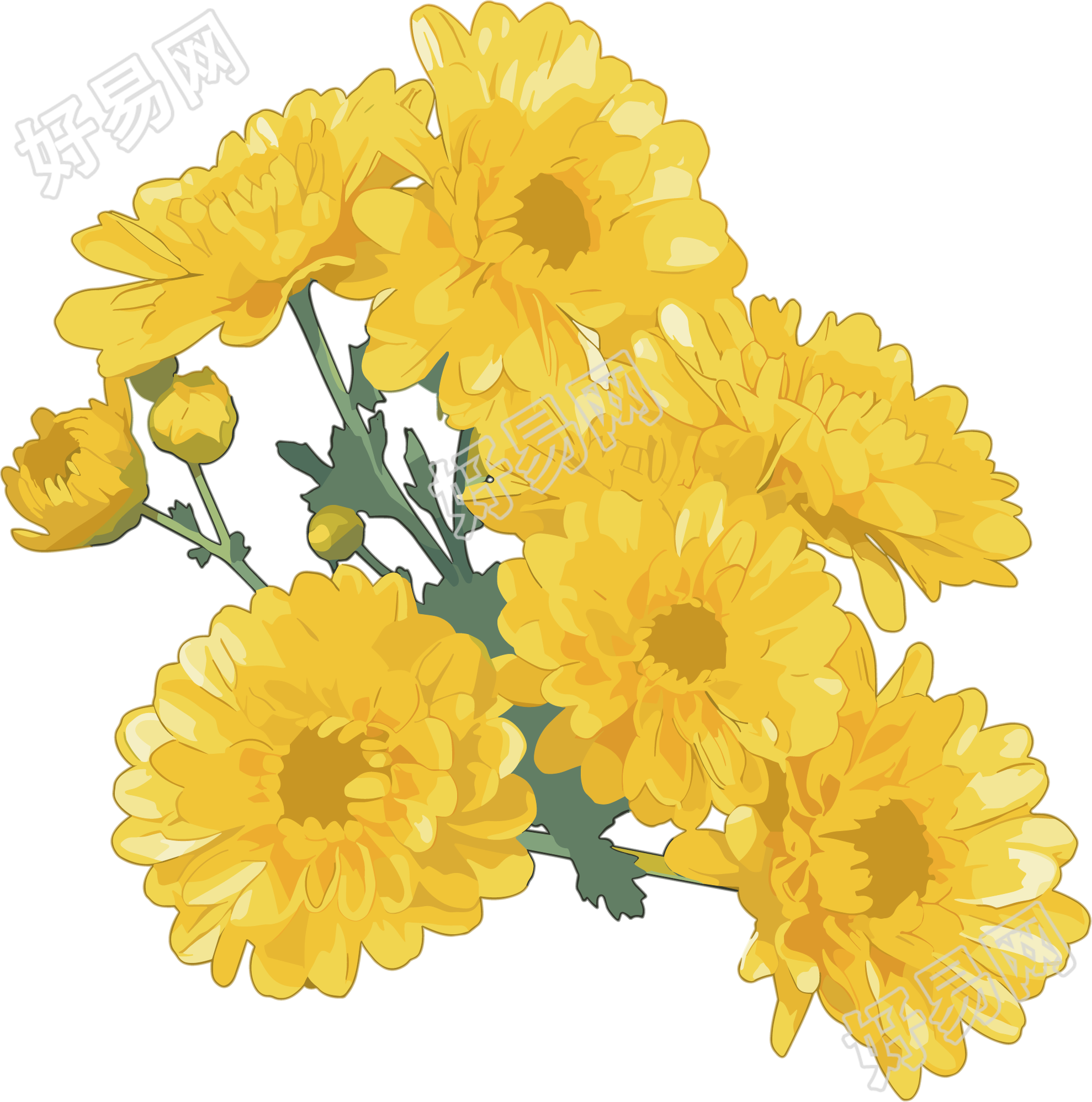 水彩菊花花束插图