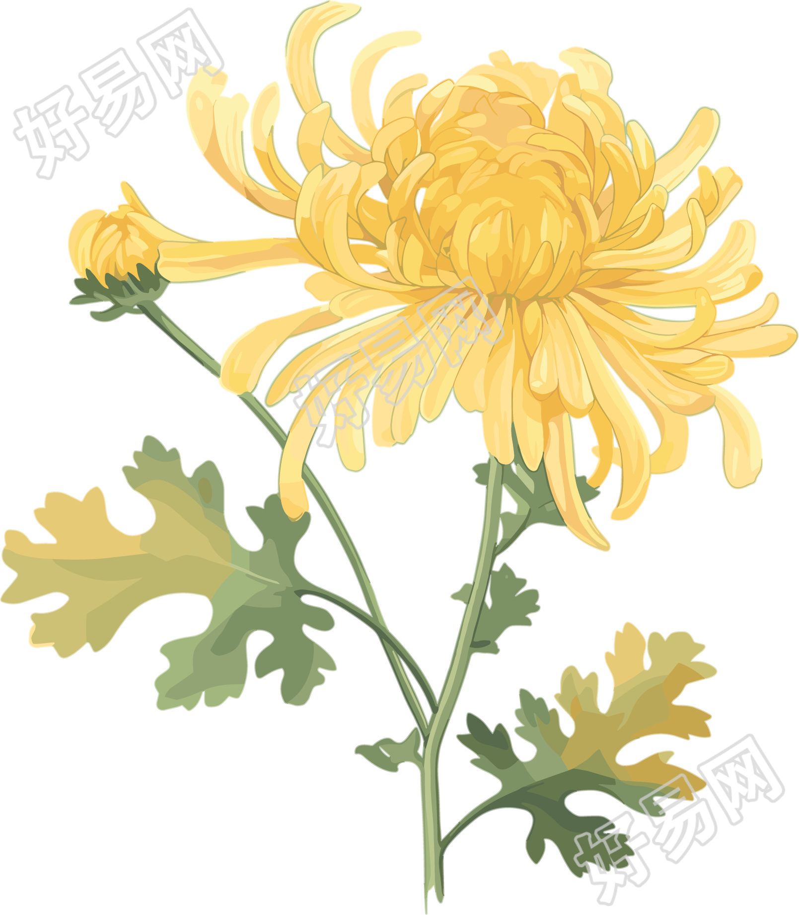 水彩菊花高清素材