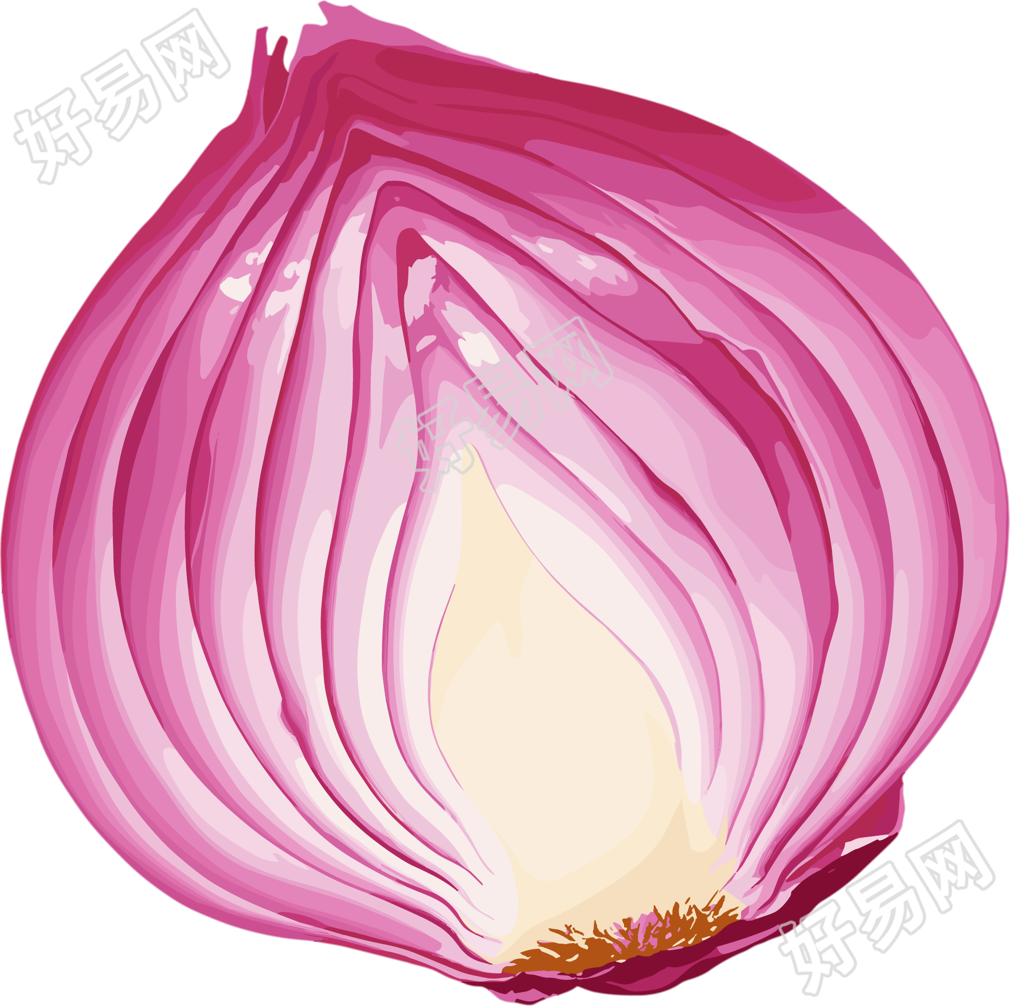 洋葱矢量插图