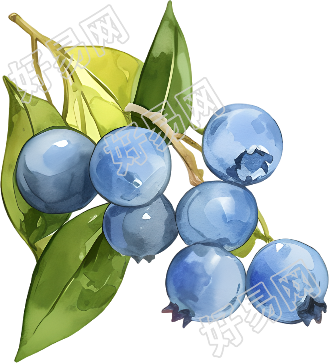 水彩蓝莓装饰元素