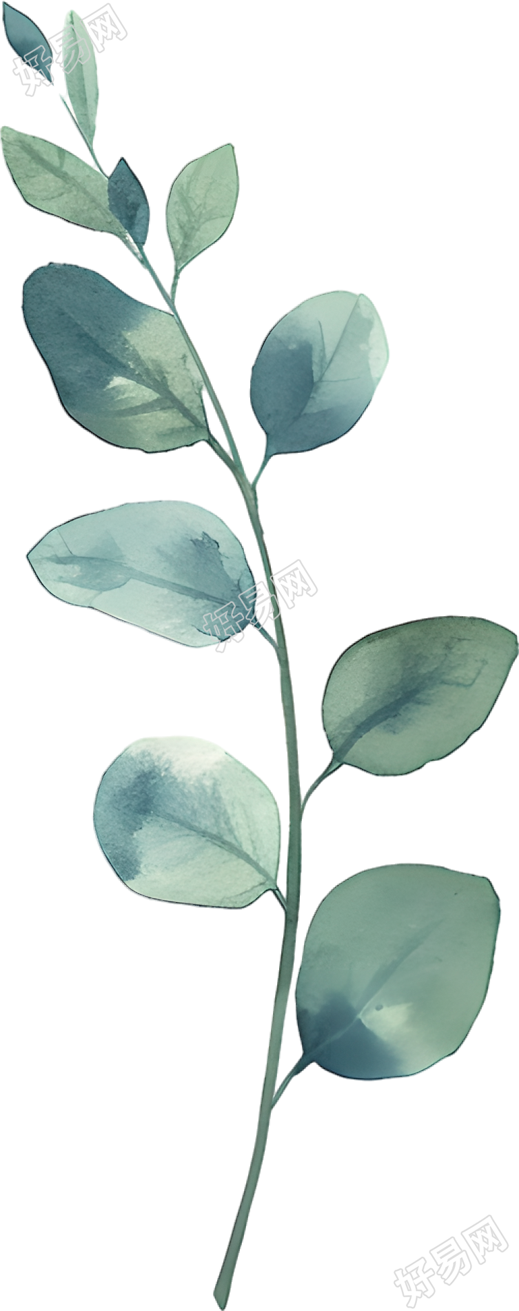尤加利叶水彩元素