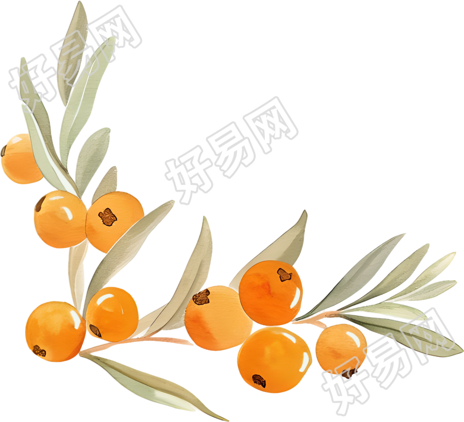 水彩浆果装饰元素
