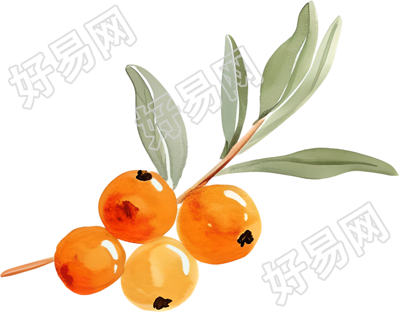 水彩浆果素材