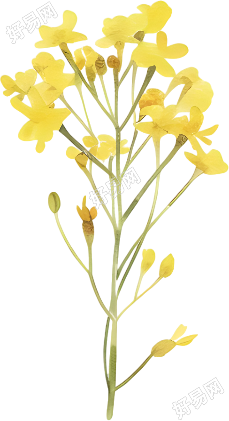 水彩油菜花唯美素材