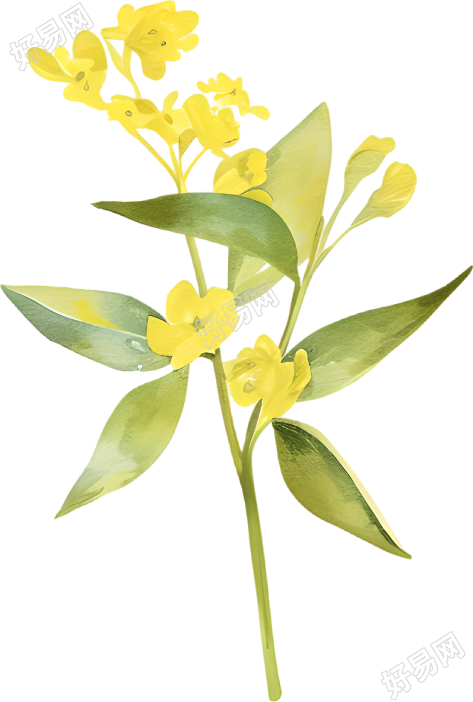 水彩油菜花唯美插图