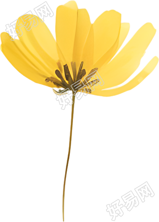 水彩小黄花装饰插图