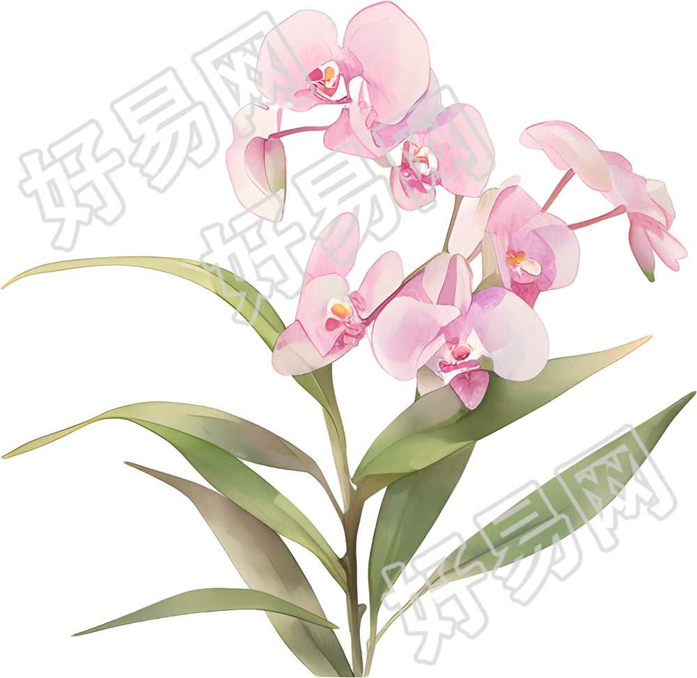 水彩蝴蝶兰素材