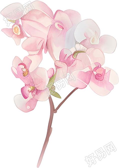 水彩蝴蝶兰插画