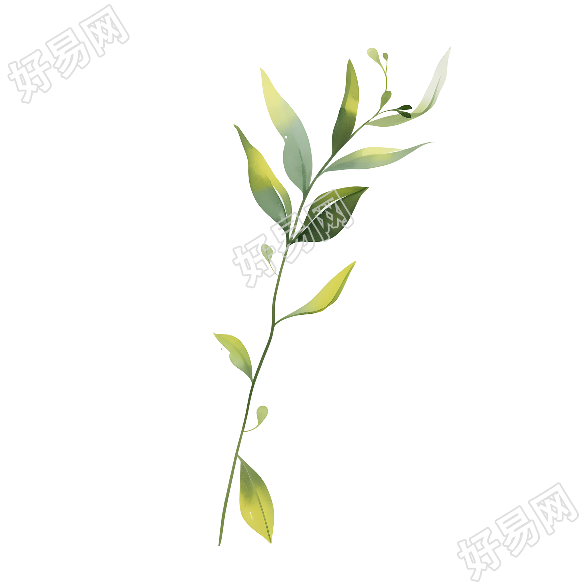 水彩植物商用插画