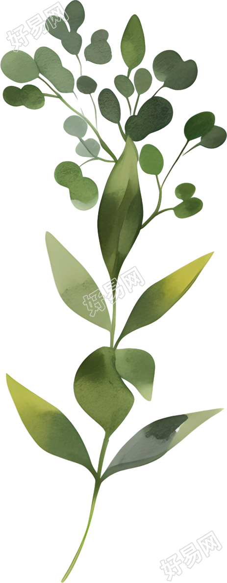 水彩植物图案插图