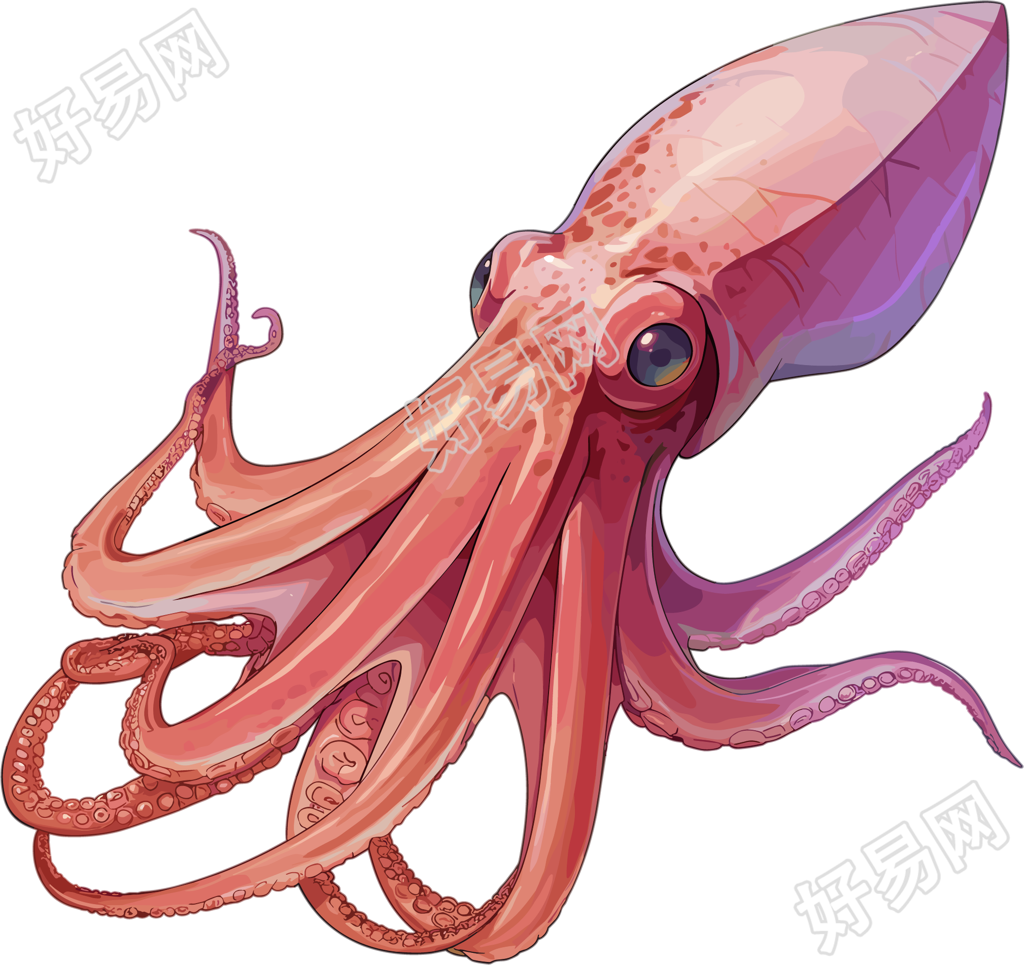 鱿鱼插画设计素材