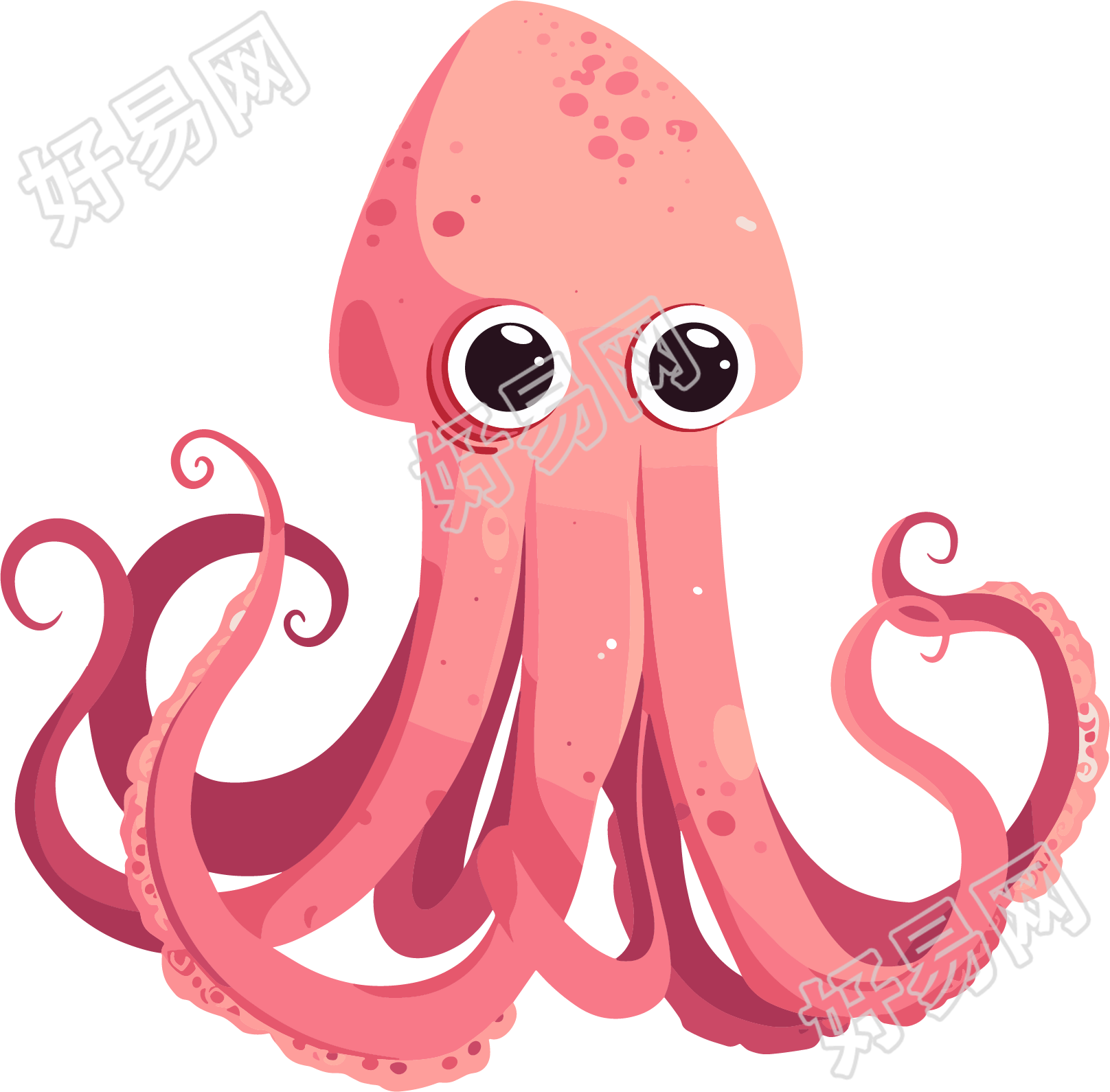 鱿鱼高清插图