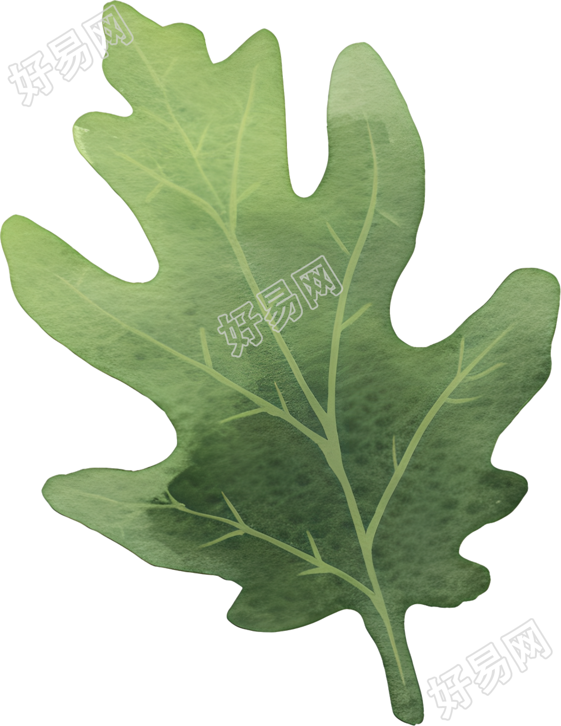 水彩植物设计素材