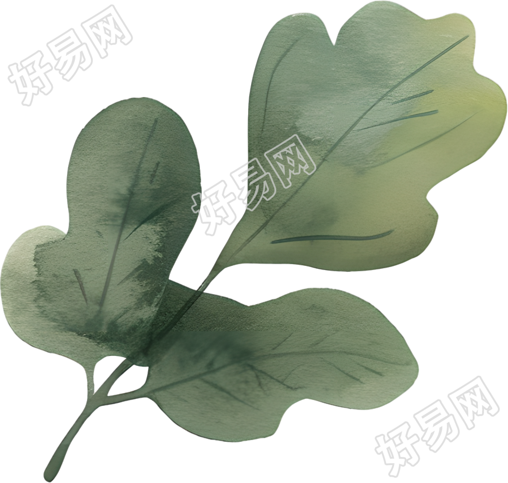 水彩植物设计插画