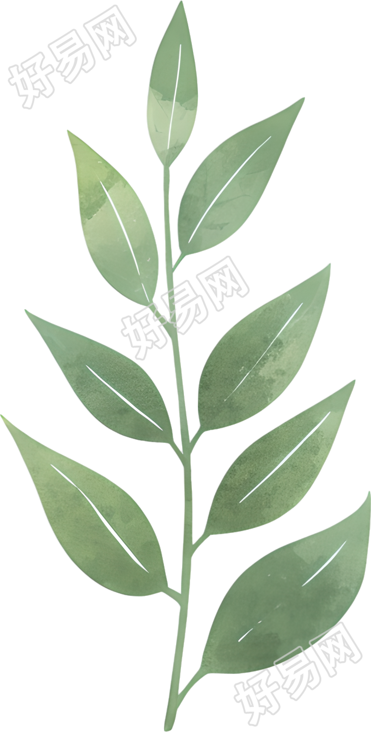 水彩植物树叶插画