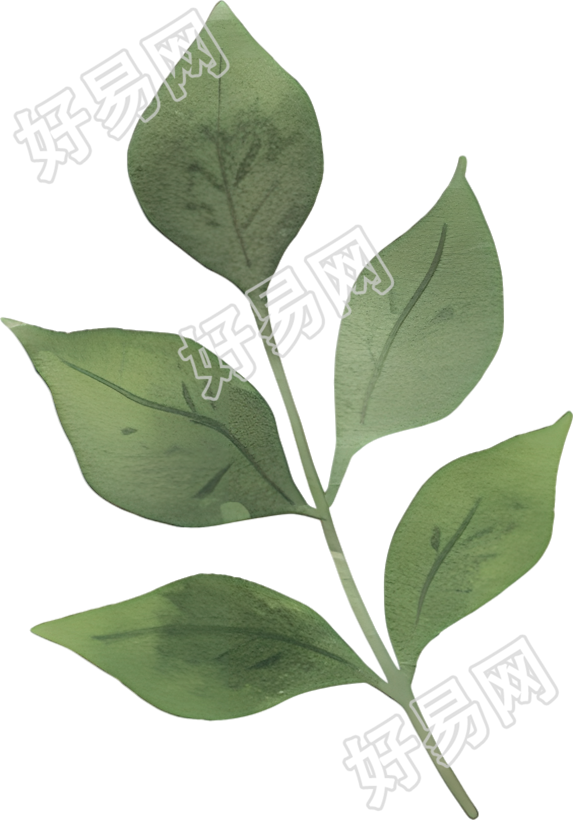 水彩植物树叶插图