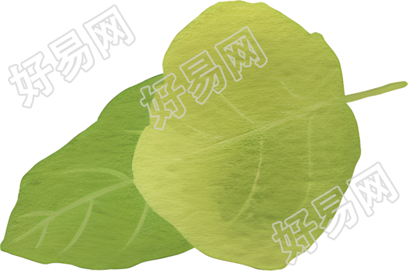 水彩植物叶子素材