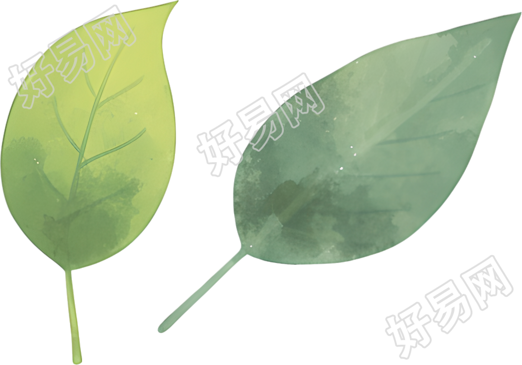 水彩植物叶子插画