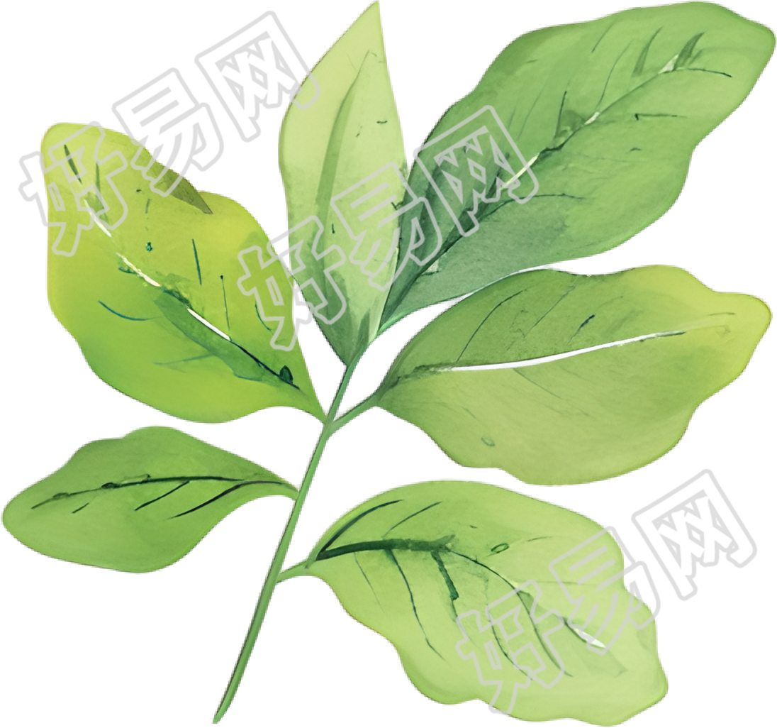 水彩植物叶子插图