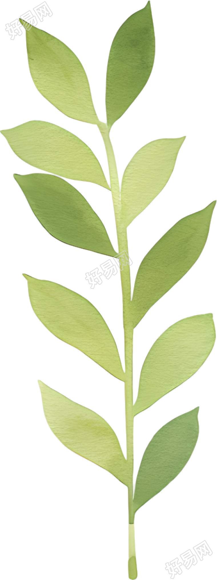 水彩植物装饰元素