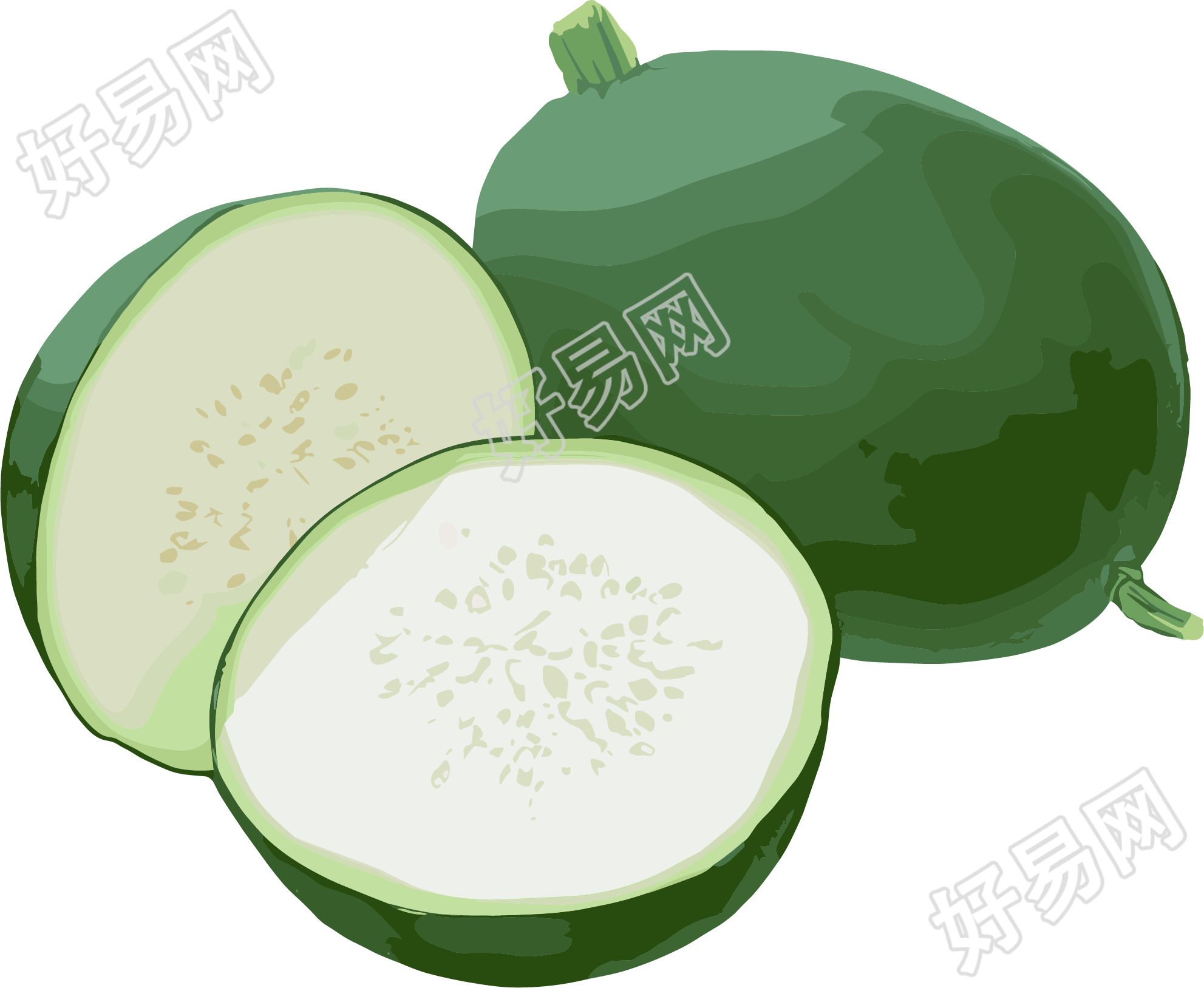 冬瓜透明背景插画