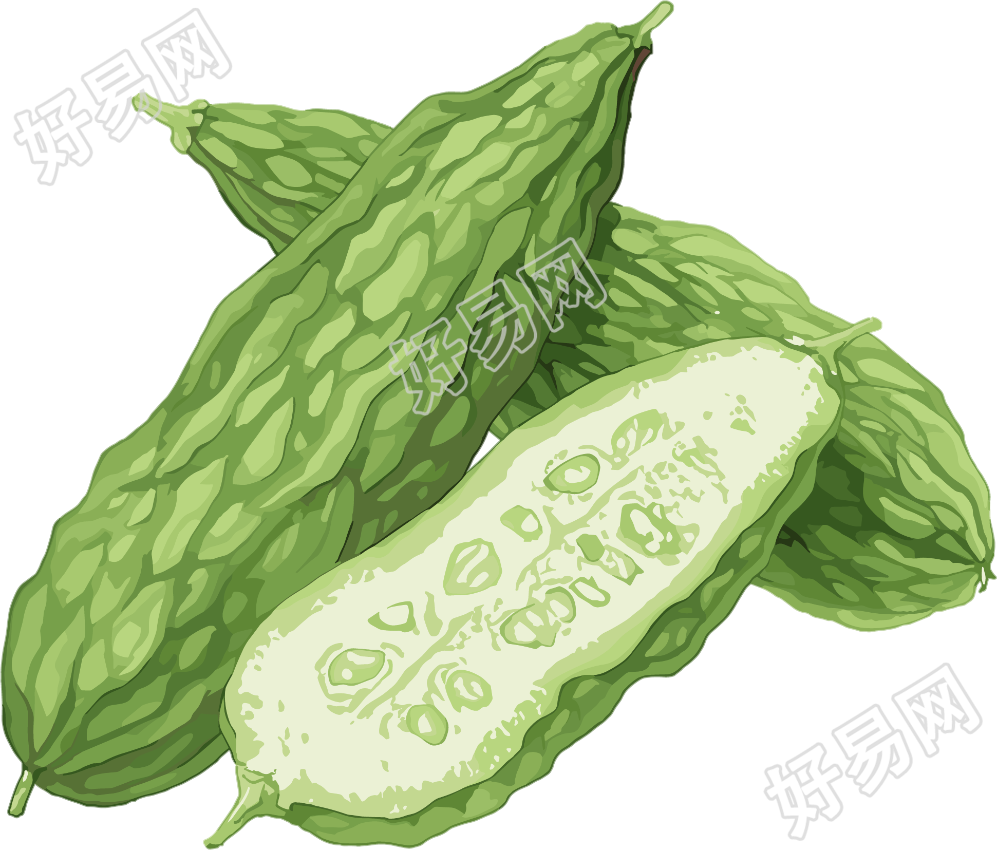 苦瓜可商用插画